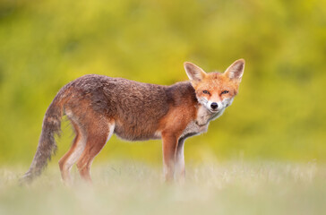 Close up of a red fox in summer