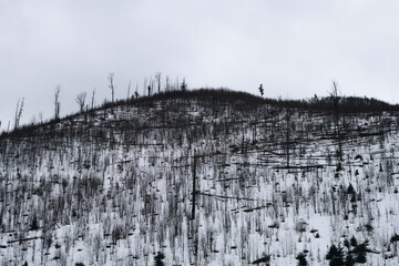 Fallen trees in Tatra Mountains