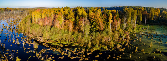 Fototapeta premium Panorama from the drone to the forest swamp in the Knyszyn forest on an autumn,sunny day.View of the forest lake ,trees growing in green water.