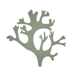 Obraz premium Cetraria Icelandic lichen used in medicine logo icon