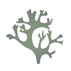 Cetraria Icelandic lichen used in medicine logo icon