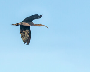 A Silky Ibis in flight