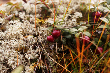 Close-up of ripe juicy cranberries grown in the tundra. Berries in the swamp. Autumn harvest. ...