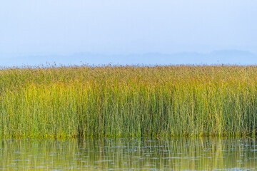 A Grassland