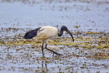 The Sacred ibis in the wild, africa.