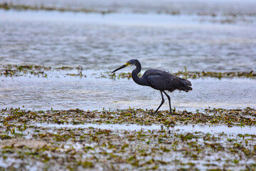 Reef heron in the wild, on a reef in the Indian Ocean.