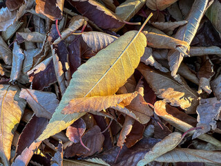 leaves on the ground