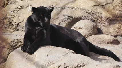 Zelfklevend Fotobehang Panther sitting on a stone.. © Rbizon