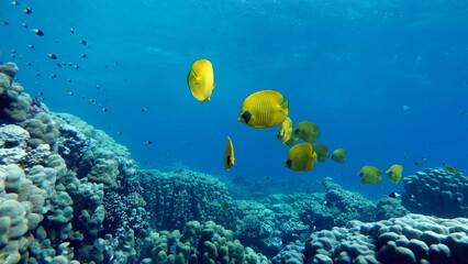 Fototapeta premium Masked butterflyfish. Fish - a type of bone fish Osteichthyes. Butterfly fish Chaetodontidae. Masked butterfly fish.