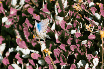 Beautiful Blue Butterfly over a Flower in the Italian Alps