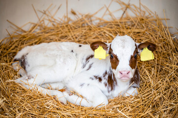 Portrait view of newborn ayrshire calf lying in the straw inside shelter. Cows and cattle breeding.