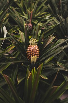 Vertical shot of a small pineapple growing in a garden