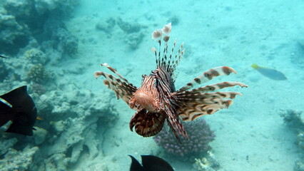 Lion Fish in the Red Sea in clear blue water hunting for food .