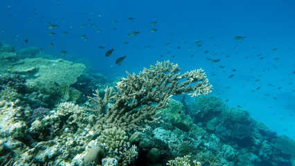 Obraz na płótnie Canvas Beautiful coral reefs and Red Sea kpral gardens.