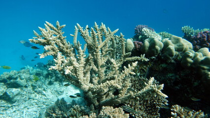 Naklejka na ściany i meble Beautiful coral reefs and Red Sea kpral gardens.