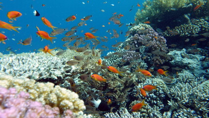 Plakat Colorful tropical fish on a coral reef, amazingly beautiful fairy world. In the coral gardens of the Red Sea.