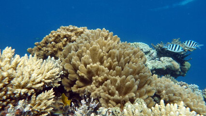 Fototapeta na wymiar Beautiful coral reefs and Red Sea kpral gardens.