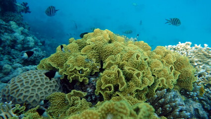 Beautiful coral reefs and Red Sea kpral gardens.
