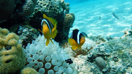 Fototapeta na wymiar Clown fish amphiprion (Amphiprioninae). Red sea clown fish. Nemo .