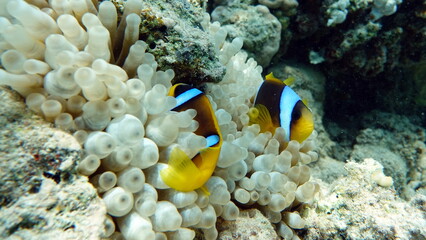 Plakat Clown fish amphiprion (Amphiprioninae). Red sea clown fish. Nemo .