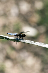 A close view of broad bodied chaser