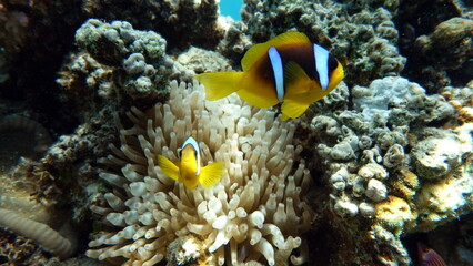 Plakat Clown fish amphiprion (Amphiprioninae). Red sea clown fish. Nemo .