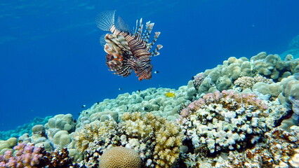 Lion Fish in the Red Sea.

Lion Fish in the Red Sea in clear blue water hunting for food .
