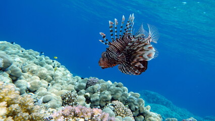 Lion Fish in the Red Sea in clear blue water hunting for food .
Lionfish. Fish - a type of bone fish Osteichthyes. Scorpaenidae. Lionfish warrior.
