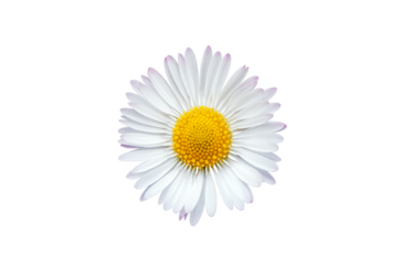Common daisy blossom isolated on transparent background