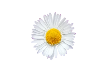 Zelfklevend Fotobehang Common daisy blossom isolated on transparent background © Soru Epotok