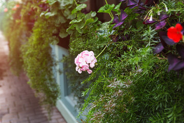 Gentle pink flowers of pelargonium, ornamental and medicinal plant and other plants in pot the cafe patio. Selective focus.