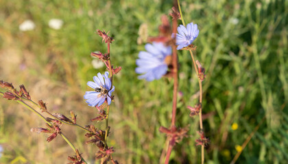 Fototapeta na wymiar Cornflower in close-up. Close-up of a flower with blue petals. Flowers in the meadow, cornflower on a blurred background.