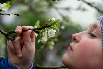 Chłopiec wącha kwiaty jabłoni  - obrazy, fototapety, plakaty