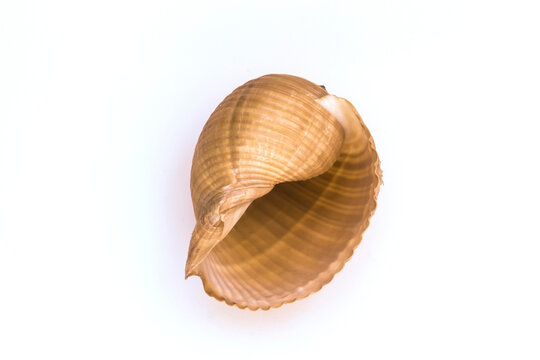 photograph of a seashell, pink-brown tones, white background