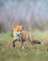 Fox Vulpes vulpes in autumn scenery, Poland Europe, animal walking among autumn meadow in blurred background	