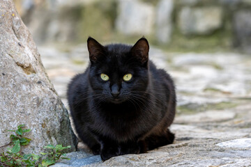 Chat noir