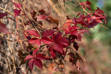 Lierre en automne