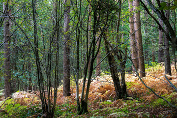 View of brown ferns in woodland in autumn, Wealden, East Sussex, South of England