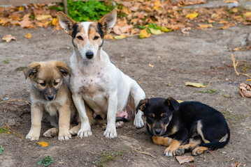newborn puppies breed jack russel terrier sucking maternal milk feeding dog house rural wood.