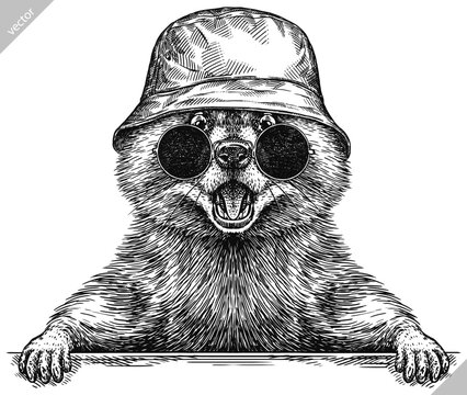 Vintage engrave isolated dressed fashion raccoon set illustration costume cut ink sketch. Wild pet background line glasses hipster hat racoon vector art