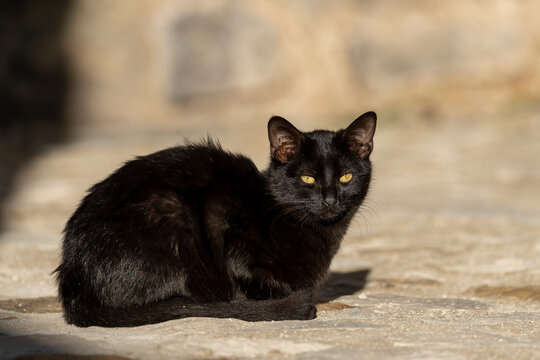 Chat noir