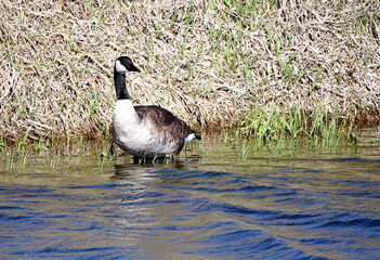 Canada Goose in Water