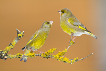 European greenfinch Chloris chloris or common greenfinch songbird winter time blurred background