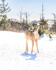 White tail deer (Odocoileus Virginianus) in a snowy winter scene. Fire Island - Long Island New York