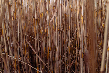 Phragmites australis pretty dried up common reed in autumn waving in the wind near the river dry blue sky pampas soft plant grass outdoor in light pastel colors texture Panicles.