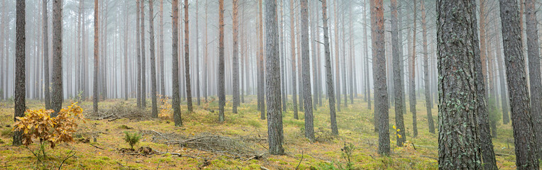 Autumn landscape misty foggy day in Knyszyn Primeval Forest, Poland Europa birch trees