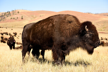 Profile view of a large adult American Bison standing on the grasslands of South Dakota, USA