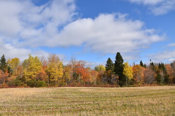 A forest in autumn, Sainte-Apolline, Québec, Canada