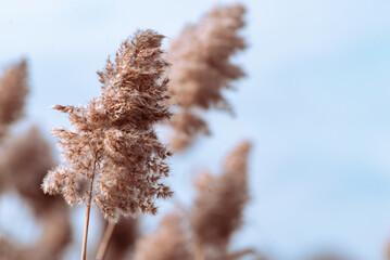 Phragmites australis pretty dried up common reed in autumn waving in the wind near the river dry blue sky pampas soft plant grass outdoor in light pastel colors boho style Panicles.