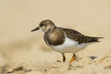 bird - Ruddy Turnstone migratory Arenaria interpres shorebird, migratory bird, Poland Europe Baltic Sea